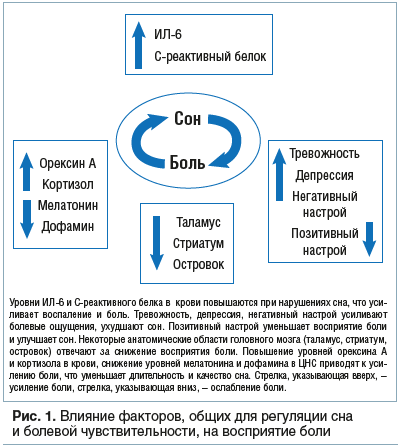 rol sna v uluchshenii immunnoy funktsii u hokkeistov